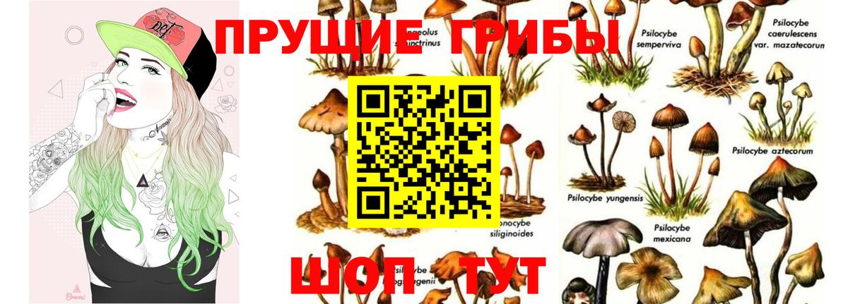 Галлюциногенные грибы Psilocybe Соликамск
